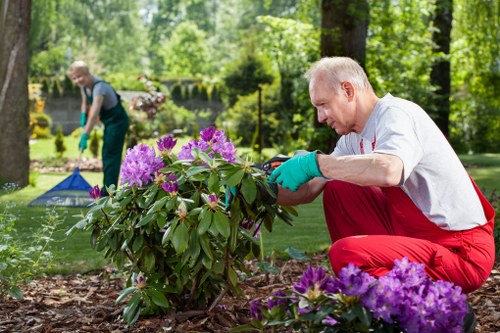 Professional pruning to reduce a mature tree canopy in Spitalfields
